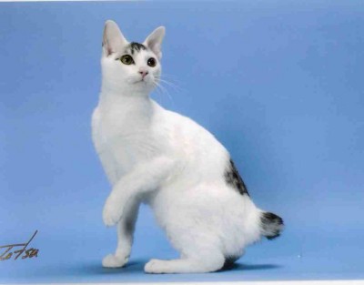 jap-bobtail.jpg